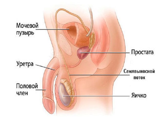 анатомия мочеполовой системы мужчины