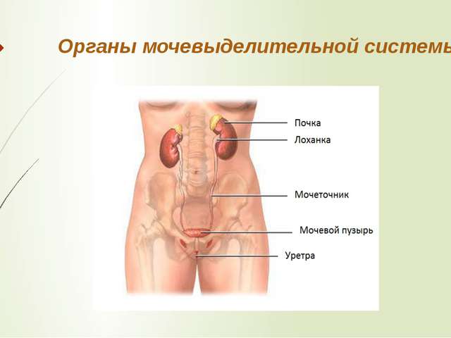 Строение мочеполовой системы у мужчин схема фото