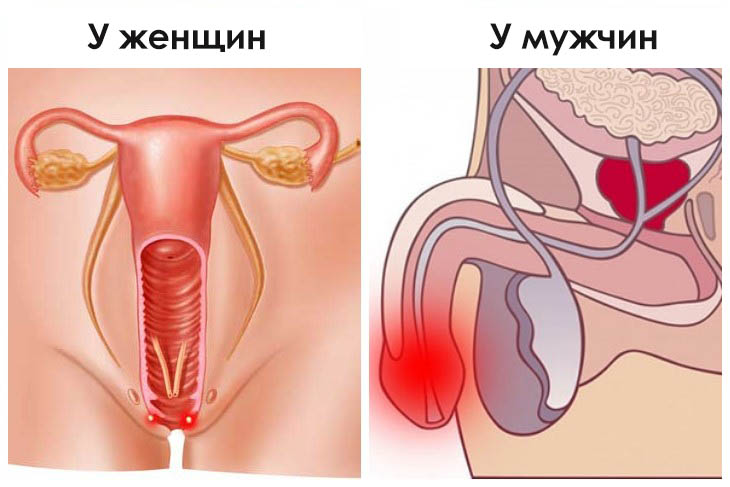 Уретра у женщин картинка