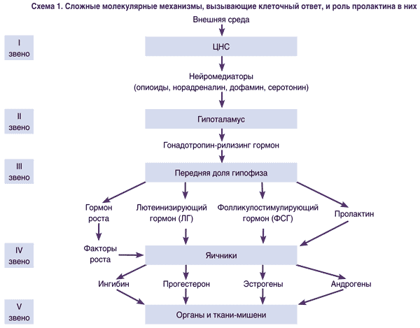 Схема выработки гормонов