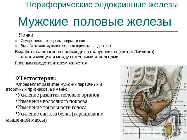 мужские половые железы