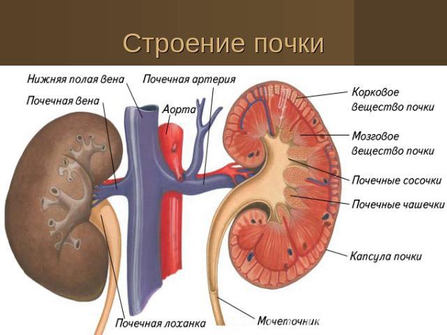 Строение почек