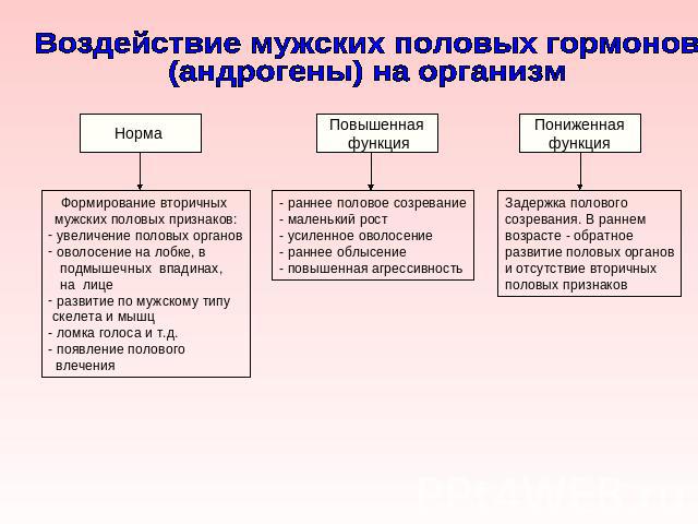 Функции андрогенов