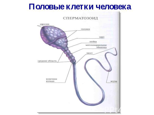 Мужские заболевания, препятствующие зачатию