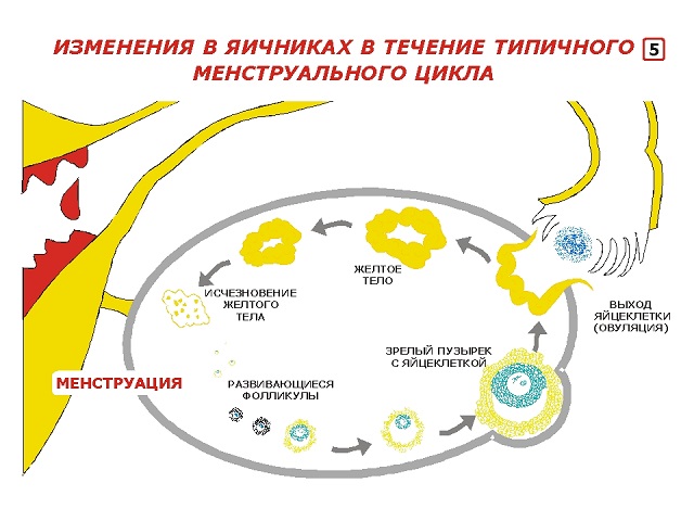 овуляция