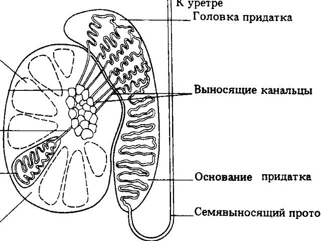 Схема строения семенника и придатка