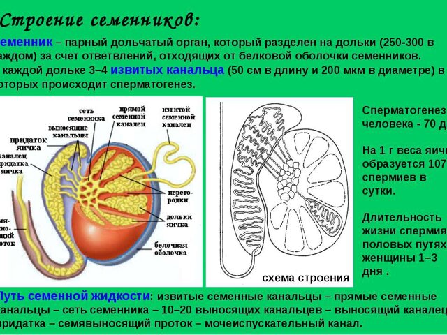 физиология семенников