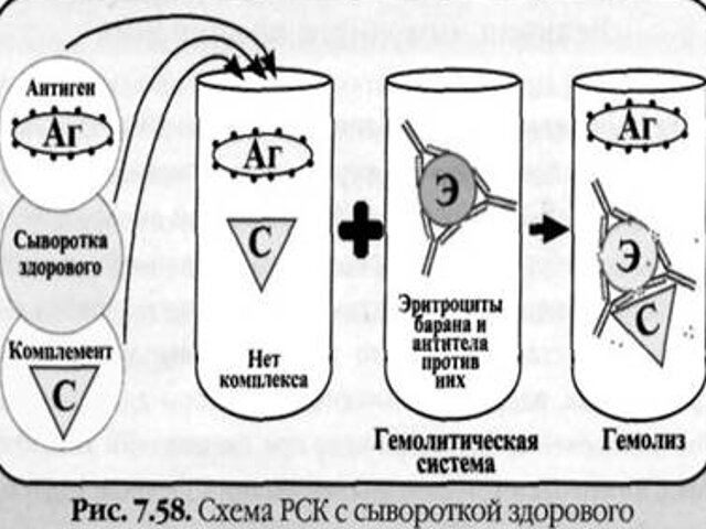 Схема постановки реакции связывания комплемента рск