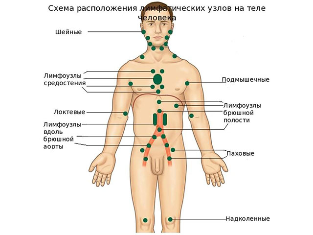 Схема лимфоузлов человека