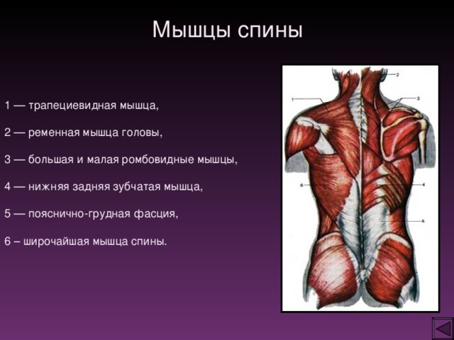 Мышцы позвоночника. Мышцы спины. Перенапряженные мышцы спины. Мышцы сгибатели спины анатомия. Ромбовидные и зубчатые мышцы.