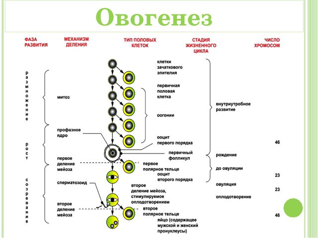 Схема овогенеза гистология