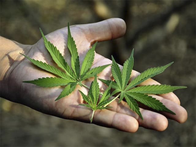 Вред марихуаны на потенцию тор браузер скачать плагины hudra