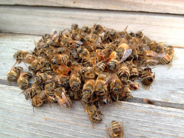 Подмор пчелиный лечебные свойства для мужчин